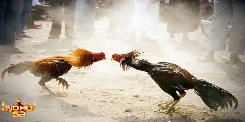Chiến lược chơi đá gà Thomo Nohu52 tăng cơ hội thắng