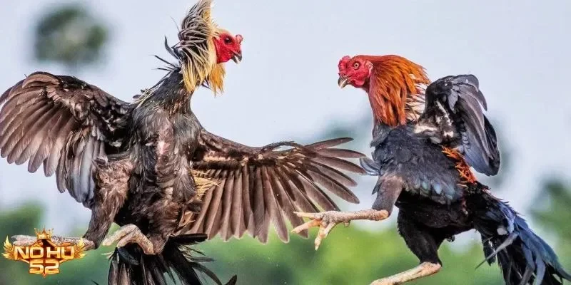 Đá gà cựa đao Nohu52 – Cược minh bạch, thắng lớn mỗi ngày